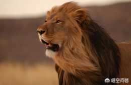 如果你在非洲野生動物園迷路了，遇到咆哮的獅子你該怎麼辦？
