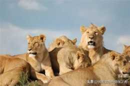 假如非洲大草原獅子不群居，獨居能生存下來嗎?